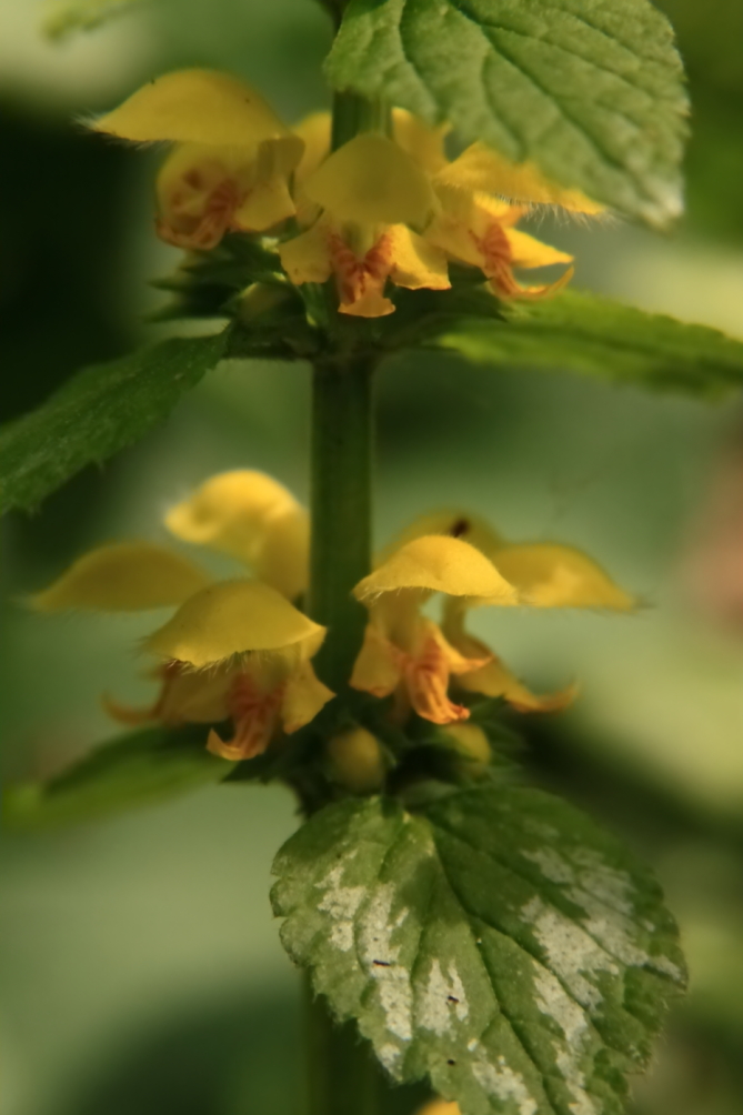 2011 05 01 IMG 30153